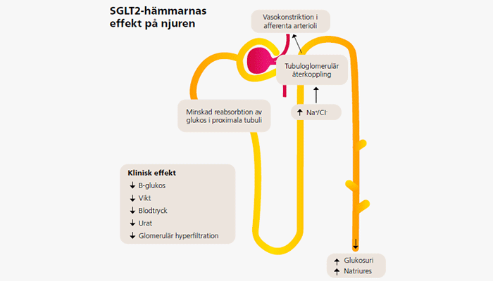 Dekoration: SGLT2-hämmarnas effekt på njuren